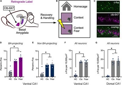 High-Frequency Stimulation of Ventral CA1 Neurons Reduces Amygdala Activity and Inhibits Fear